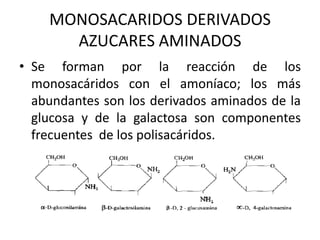 MONOSACARIDOS DERIVADOS
      AZUCARES AMINADOS
• Se forman por la reacción de los
  monosacáridos con el amoníaco; los más
  abundantes son los derivados aminados de la
  glucosa y de la galactosa son componentes
  frecuentes de los polisacáridos.
 