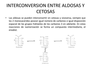 INTERCONVERSION ENTRE ALDOSAS Y
           CETOSAS
• Las aldosas se pueden interconvertir en cetosas y viceversa, siempre que
  los 2 monosacáridos posean igual número de carbonos e igual disposición
  espacial de los grupos hidroxilos de los carbonos 3 en adelante. En estas
  reacciones de isomerización se forma un compuesto intermediario, el
  enodiol.
 