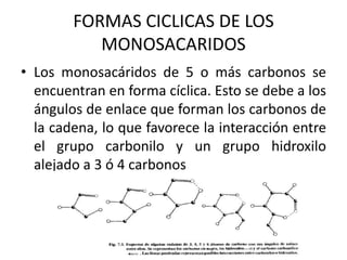 FORMAS CICLICAS DE LOS
           MONOSACARIDOS
• Los monosacáridos de 5 o más carbonos se
  encuentran en forma cíclica. Esto se debe a los
  ángulos de enlace que forman los carbonos de
  la cadena, lo que favorece la interacción entre
  el grupo carbonilo y un grupo hidroxilo
  alejado a 3 ó 4 carbonos
 