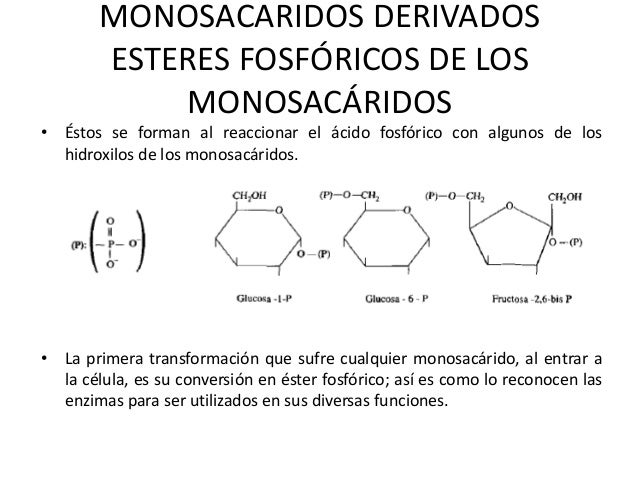 Monosacaridos