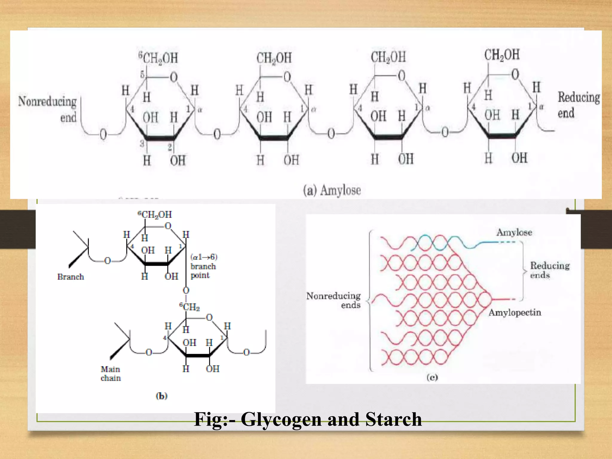 Fig:- Glycogen and Starch
 