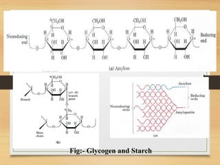 Fig:- Glycogen and Starch
 