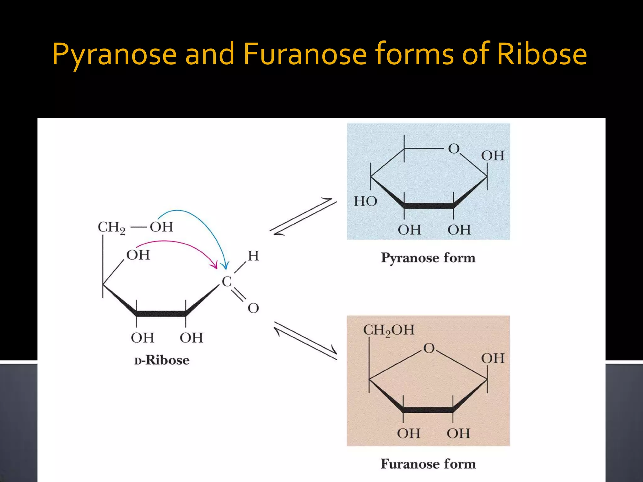 Pyranose and Furanose forms of Ribose
 