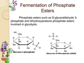 Fermentation of Phosphate
                Esters
       Phosphate esters such as D-glyceraldehyde 3-
phosphate and dihydroxyacetone phosphate esters
involved in glycolysis.
 