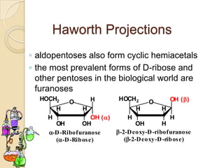 Haworth Projections
◦ aldopentoses also form cyclic hemiacetals
◦ the most prevalent forms of D-ribose and
  other pentoses in the biological world are
  furanoses
  HOCH2             H        HOCH2              OH ()
            O                           O
        H       H                  H        H
    H                OH ()      H              H
       OH        OH                OH        H
     -D -Ribofuranose      -2-D eoxy-D -ribofuranose
       (-D -Rib os e)         (-2-D eoxy-D -rib os e)
 