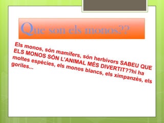 Que son els monos??Els monos, són mamífers, són herbívors SABEU QUE ELS MONOS SÓN L’ANIMAL MÉS DIVERTIT??hi ha moltes espècies, els monos blancs, els ximpanzès, els goriles...
