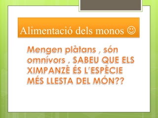 Alimentació dels monos Mengen plàtans , són omnívors . SABEU QUE ELS XIMPANZÈ ÉS L’ESPÈCIE MÉS LLESTA DEL MÓN??