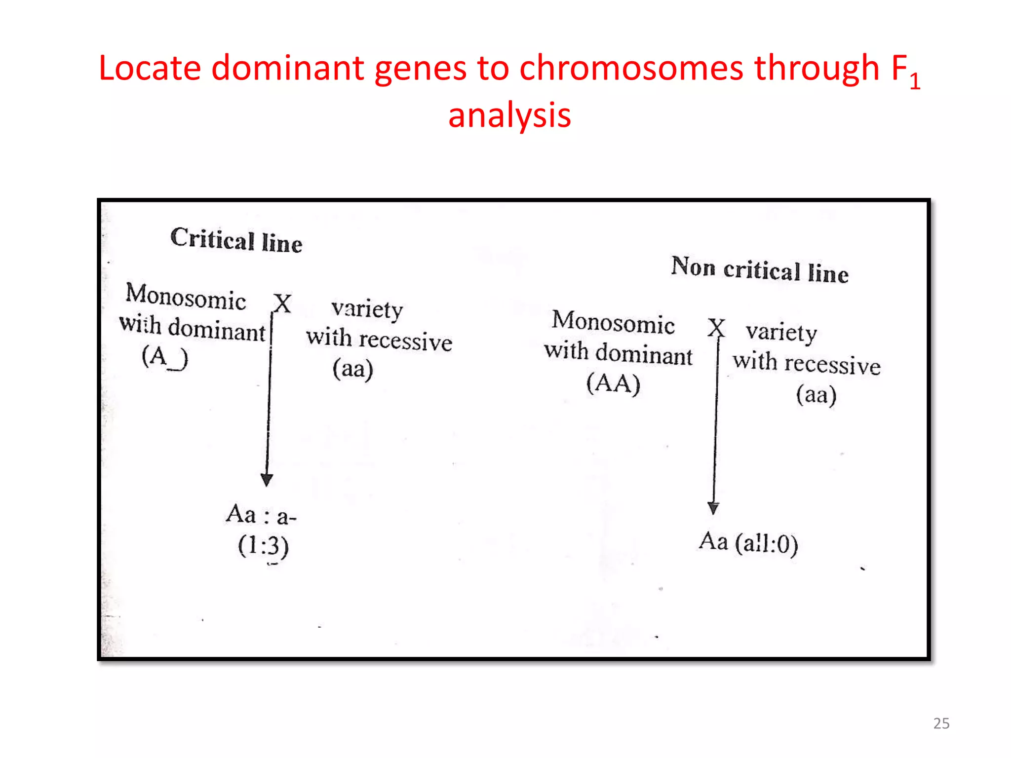 Locate dominant genes to chromosomes through F1
analysis
25
 
