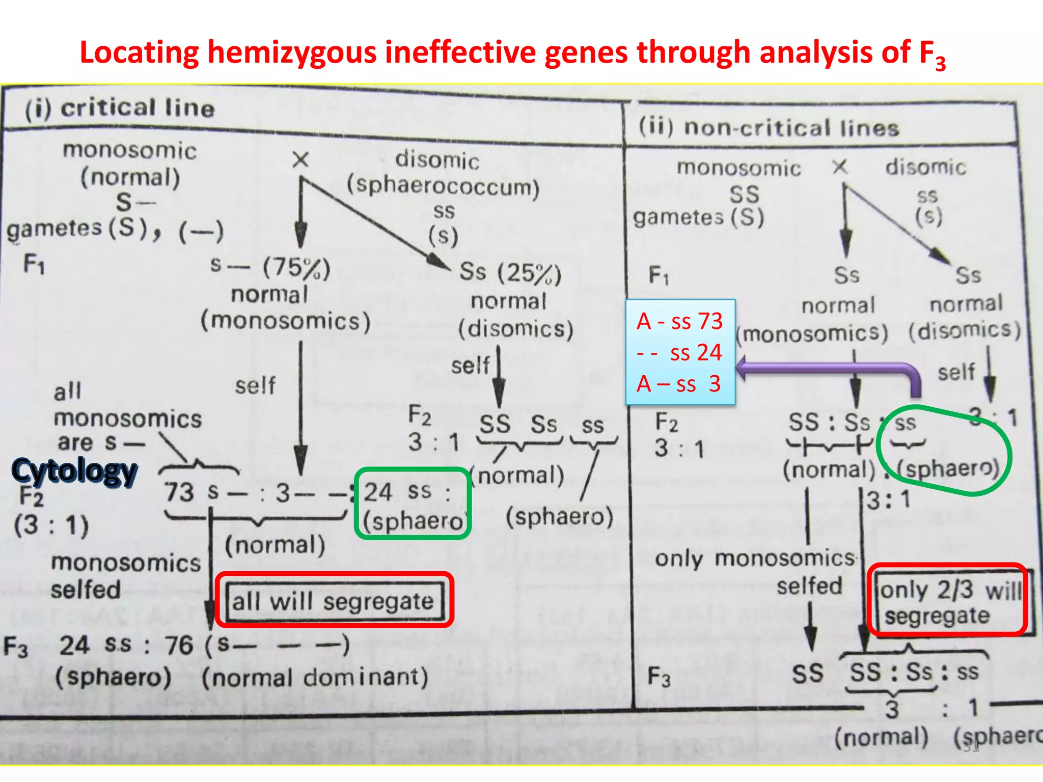 Locating hemizygous ineffective genes through analysis of F3
31
A - ss 73
- - ss 24
A – ss 3
 