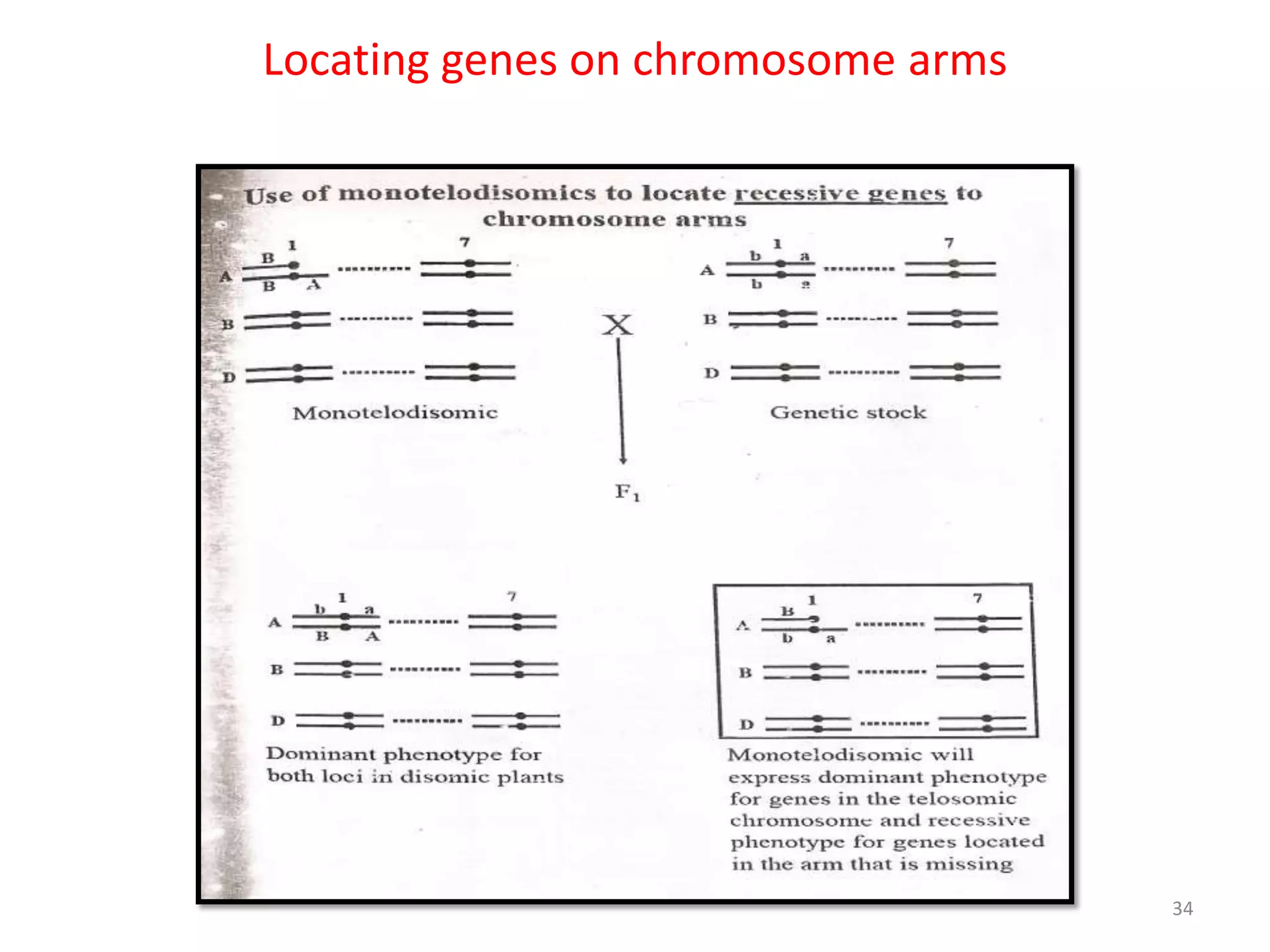 Locating genes on chromosome arms
34
 