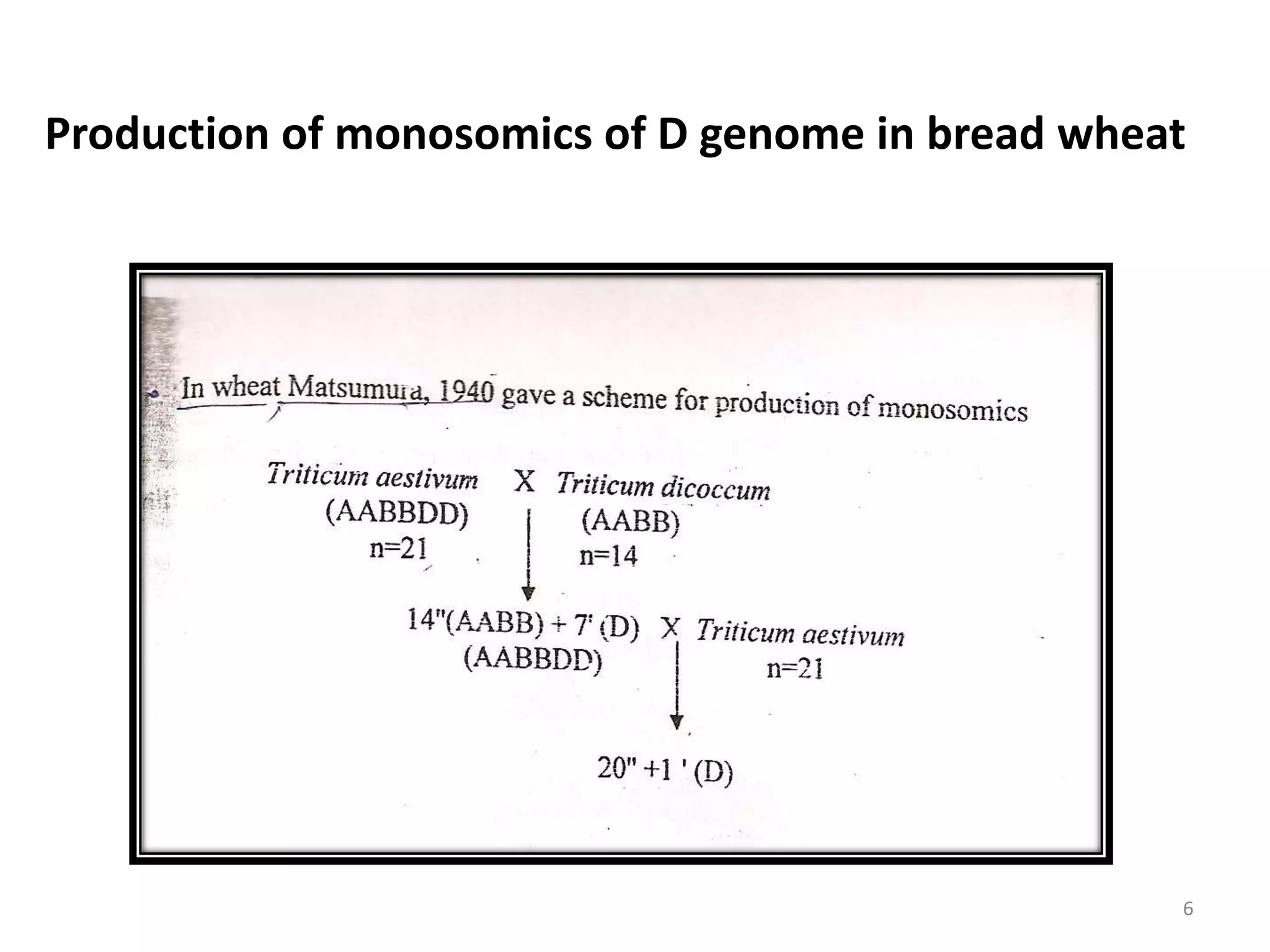 Production of monosomics of D genome in bread wheat
6
 