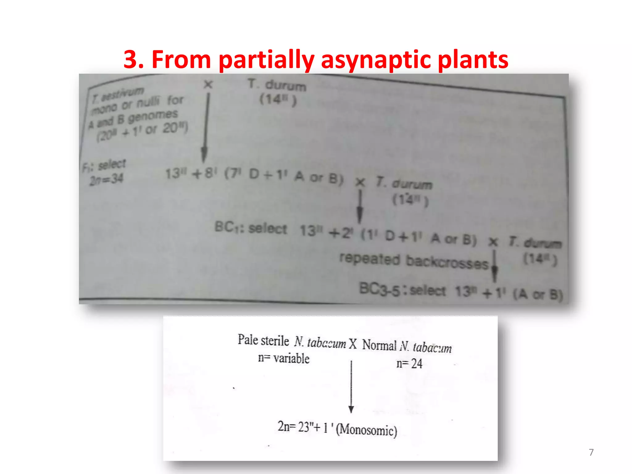 3. From partially asynaptic plants
7
 