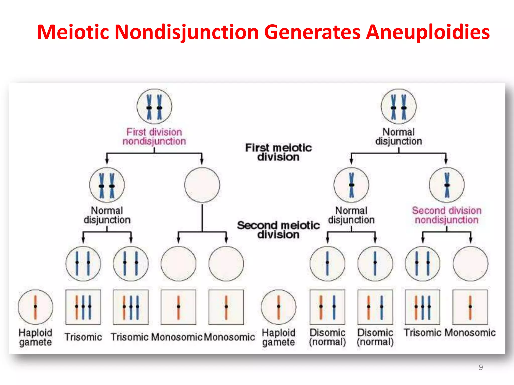 Meiotic Nondisjunction Generates Aneuploidies
9
 