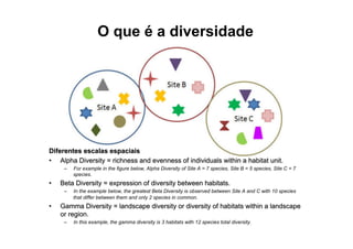 O que é a diversidade
Diferentes escalas espaciais
•  Alpha Diversity = richness and evenness of individuals within a habitat unit.
–  For example in the figure below, Alpha Diversity of Site A = 7 species, Site B = 5 species, Site C = 7
species.
•  Beta Diversity = expression of diversity between habitats.
–  In the example below, the greatest Beta Diversity is observed between Site A and C with 10 species
that differ between them and only 2 species in common.
•  Gamma Diversity = landscape diversity or diversity of habitats within a landscape
or region.
–  In this example, the gamma diversity is 3 habitats with 12 species total diversity.
 