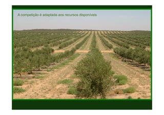 Texto
Texto
A competição é adaptada aos recursos disponíveis
 