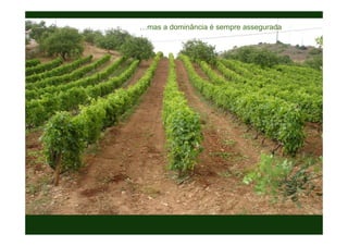 Texto
Texto
…mas a dominância é sempre assegurada
 