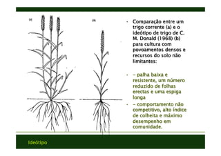 Ideótipo
•  Comparação entre um
trigo corrente (a) e o
ideótipo de trigo de C.
M. Donald (1968) (b)
para cultura com
povoamentos densos e
recursos do solo não
limitantes:
•  - palha baixa e
resistente, um número
reduzido de folhas
erectas e uma espiga
longa
•  - comportamento não
competitivo, alto índice
de colheita e máximo
desempenho em
comunidade.
 