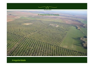 Irregularidade
Texto
Texto
A irregularidae é notada
 