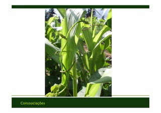 Conssociações
 