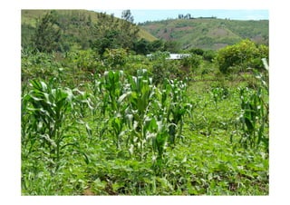 AGRICULTURA: monótona e diversa 18 de Maio 2010 | Pedro Aguiar Pinto
Texto
Texto
 