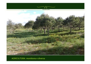 AGRICULTURA: monótona e diversa
Tema
Texto
 