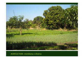 AGRICULTURA: monótona e diversa
Texto
Texto
 