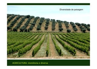 AGRICULTURA: monótona e diversa
Texto
Texto
Diversidade de paisagem
 