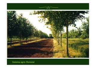 Sistema agro-florestal
 