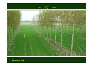 Agroforestry
 