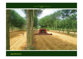 Agroforestry
 