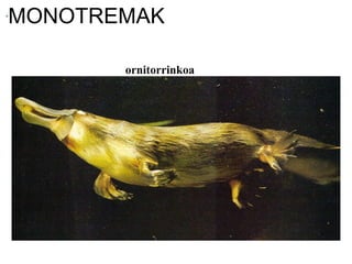 MONOTREMAK
ornitorrinkoa
 
