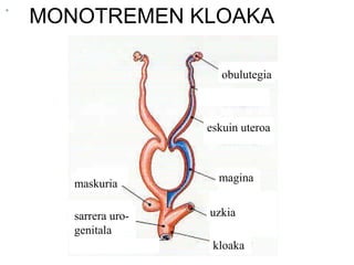 MONOTREMEN KLOAKA
obulutegia
obulutegia
eskuin uteroa
magina
digestio
aparatuaren
amaiera
kloaka
Obulu
tegia
maskuria
sarrera uro-
genitala
obulutegia
eskuin uteroa
magina
uzkia
kloaka
maskuria
sarrera uro-
genitala
 