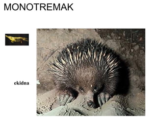 MONOTREMAK
ekidna
 