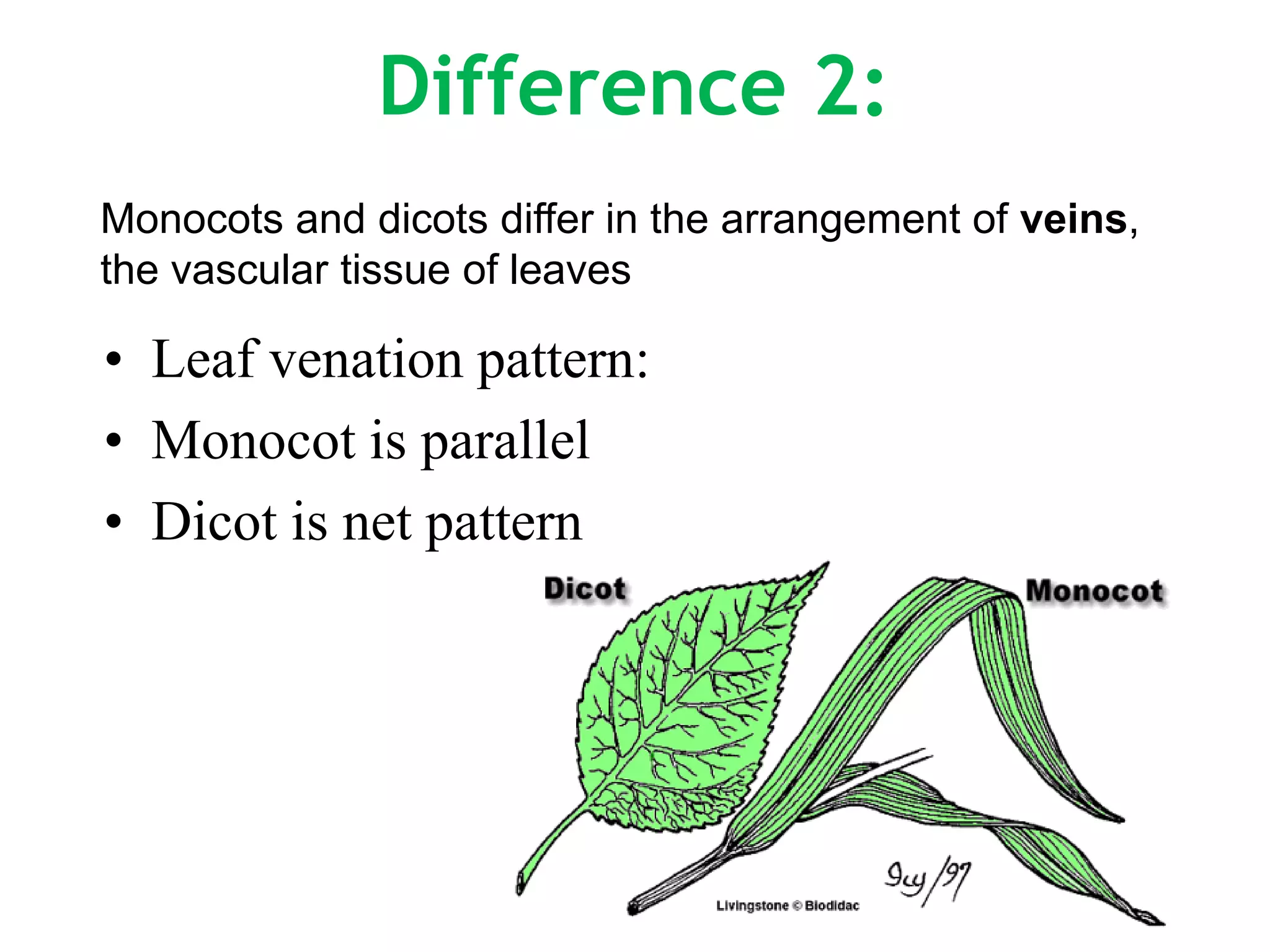 Monocotyledons vs dicotyledons 9 | PDF