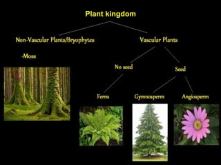 Plant kingdom
 