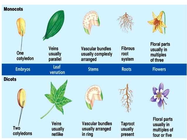 Monocotyledons vs dicotyledons 9 | PDF | Gardening | Home & Garden