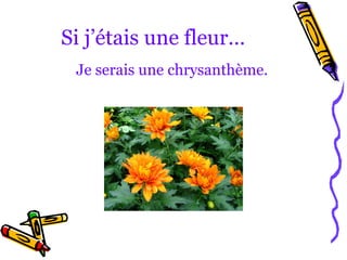 Si j’étais une fleur…
 Je serais une chrysanthème.
 