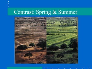 Contrast: Spring & Summer 