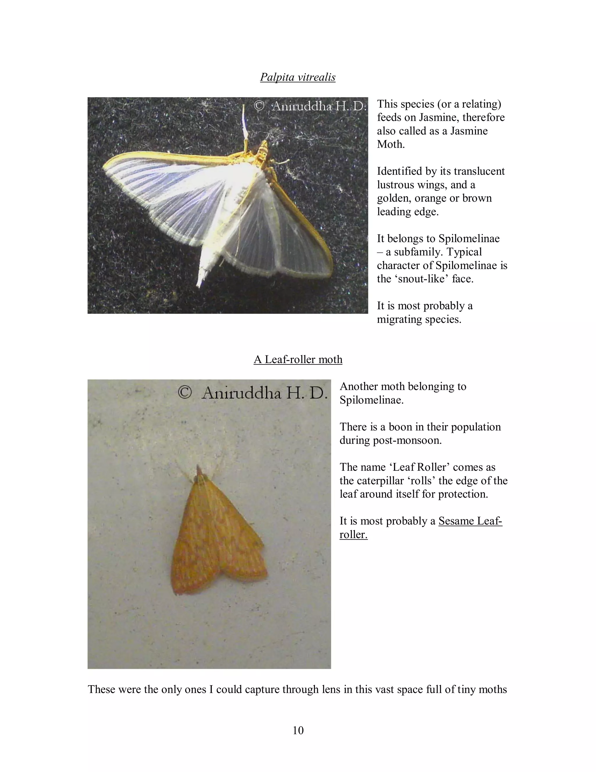 10
Palpita vitrealis
This species (or a relating)
feeds on Jasmine, therefore
also called as a Jasmine
Moth.
Identified by its translucent
lustrous wings, and a
golden, orange or brown
leading edge.
It belongs to Spilomelinae
– a subfamily. Typical
character of Spilomelinae is
the ‘snout-like’ face.
It is most probably a
migrating species.
A Leaf-roller moth
Another moth belonging to
Spilomelinae.
There is a boon in their population
during post-monsoon.
The name ‘Leaf Roller’ comes as
the caterpillar ‘rolls’ the edge of the
leaf around itself for protection.
It is most probably a Sesame Leaf-
roller.
These were the only ones I could capture through lens in this vast space full of tiny moths
 
