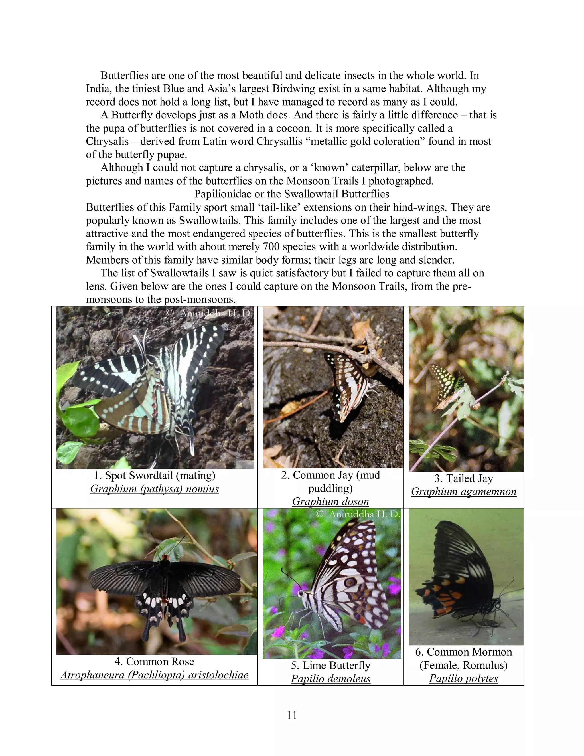 11
Butterflies are one of the most beautiful and delicate insects in the whole world. In
India, the tiniest Blue and Asia’s largest Birdwing exist in a same habitat. Although my
record does not hold a long list, but I have managed to record as many as I could.
A Butterfly develops just as a Moth does. And there is fairly a little difference – that is
the pupa of butterflies is not covered in a cocoon. It is more specifically called a
Chrysalis – derived from Latin word Chrysallis “metallic gold coloration” found in most
of the butterfly pupae.
Although I could not capture a chrysalis, or a ‘known’ caterpillar, below are the
pictures and names of the butterflies on the Monsoon Trails I photographed.
Papilionidae or the Swallowtail Butterflies
Butterflies of this Family sport small ‘tail-like’ extensions on their hind-wings. They are
popularly known as Swallowtails. This family includes one of the largest and the most
attractive and the most endangered species of butterflies. This is the smallest butterfly
family in the world with about merely 700 species with a worldwide distribution.
Members of this family have similar body forms; their legs are long and slender.
The list of Swallowtails I saw is quiet satisfactory but I failed to capture them all on
lens. Given below are the ones I could capture on the Monsoon Trails, from the pre-
monsoons to the post-monsoons.
1. Spot Swordtail (mating)
Graphium (pathysa) nomius
2. Common Jay (mud
puddling)
Graphium doson
3. Tailed Jay
Graphium agamemnon
4. Common Rose
Atrophaneura (Pachliopta) aristolochiae
5. Lime Butterfly
Papilio demoleus
6. Common Mormon
(Female, Romulus)
Papilio polytes
 