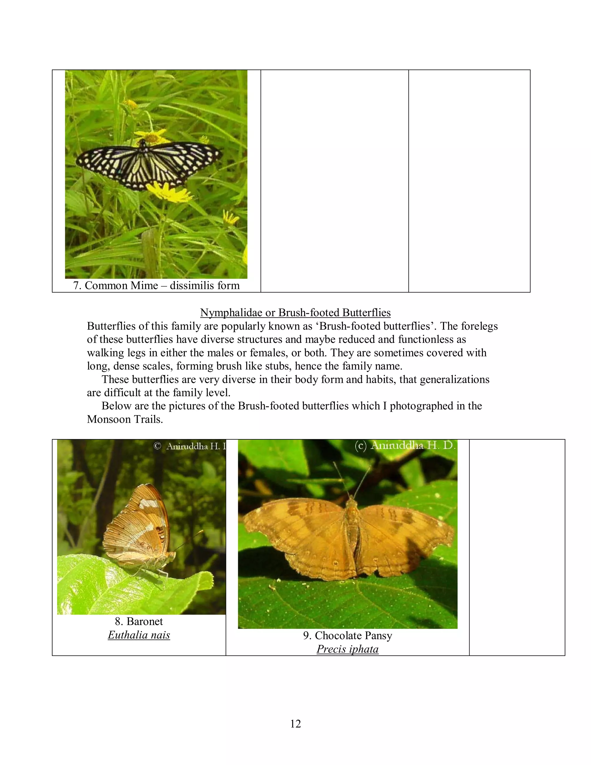 12
7. Common Mime – dissimilis form
Nymphalidae or Brush-footed Butterflies
Butterflies of this family are popularly known as ‘Brush-footed butterflies’. The forelegs
of these butterflies have diverse structures and maybe reduced and functionless as
walking legs in either the males or females, or both. They are sometimes covered with
long, dense scales, forming brush like stubs, hence the family name.
These butterflies are very diverse in their body form and habits, that generalizations
are difficult at the family level.
Below are the pictures of the Brush-footed butterflies which I photographed in the
Monsoon Trails.
8. Baronet
Euthalia nais 9. Chocolate Pansy
Precis iphata
 