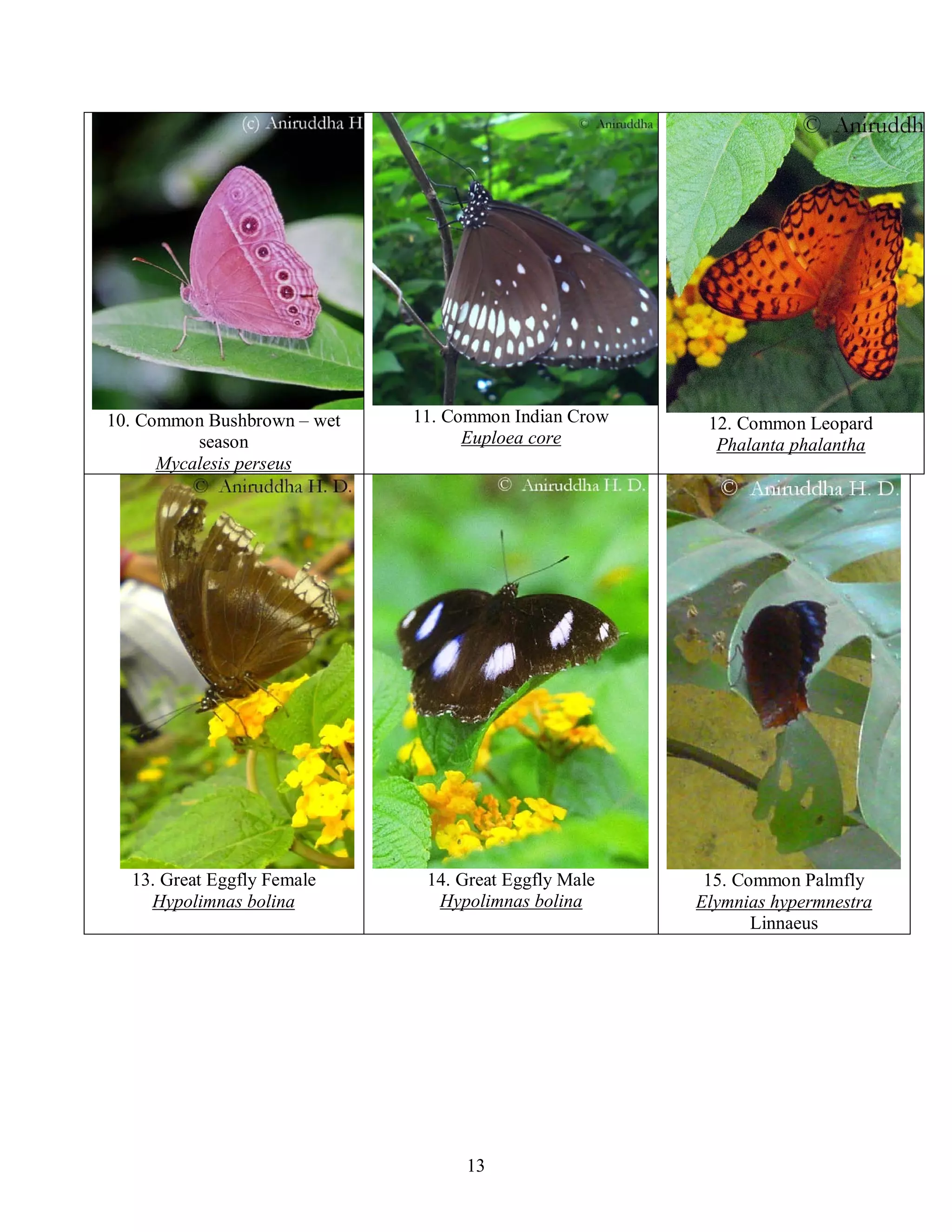 13
10. Common Bushbrown – wet
season
Mycalesis perseus
11. Common Indian Crow
Euploea core
12. Common Leopard
Phalanta phalantha
13. Great Eggfly Female
Hypolimnas bolina
14. Great Eggfly Male
Hypolimnas bolina
15. Common Palmfly
Elymnias hypermnestra
Linnaeus
 