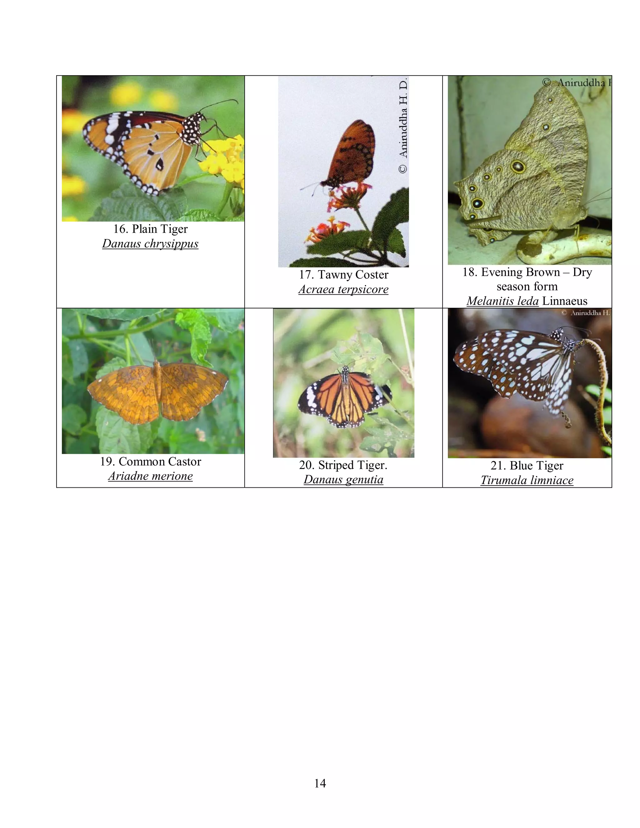 14
16. Plain Tiger
Danaus chrysippus
17. Tawny Coster
Acraea terpsicore
18. Evening Brown – Dry
season form
Melanitis leda Linnaeus
19. Common Castor
Ariadne merione
20. Striped Tiger.
Danaus genutia
21. Blue Tiger
Tirumala limniace
 