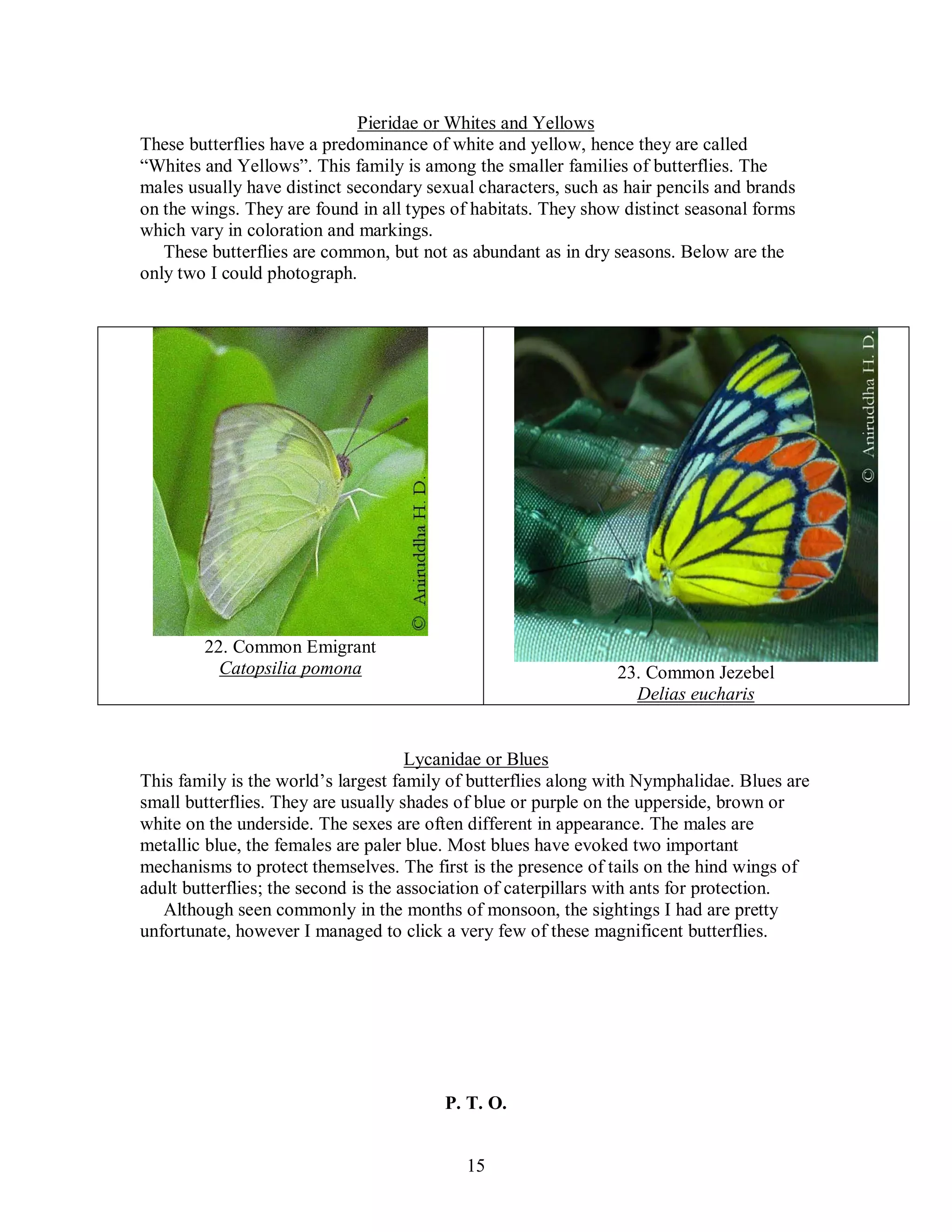 15
Pieridae or Whites and Yellows
These butterflies have a predominance of white and yellow, hence they are called
“Whites and Yellows”. This family is among the smaller families of butterflies. The
males usually have distinct secondary sexual characters, such as hair pencils and brands
on the wings. They are found in all types of habitats. They show distinct seasonal forms
which vary in coloration and markings.
These butterflies are common, but not as abundant as in dry seasons. Below are the
only two I could photograph.
22. Common Emigrant
Catopsilia pomona 23. Common Jezebel
Delias eucharis
Lycanidae or Blues
This family is the world’s largest family of butterflies along with Nymphalidae. Blues are
small butterflies. They are usually shades of blue or purple on the upperside, brown or
white on the underside. The sexes are often different in appearance. The males are
metallic blue, the females are paler blue. Most blues have evoked two important
mechanisms to protect themselves. The first is the presence of tails on the hind wings of
adult butterflies; the second is the association of caterpillars with ants for protection.
Although seen commonly in the months of monsoon, the sightings I had are pretty
unfortunate, however I managed to click a very few of these magnificent butterflies.
P. T. O.
 