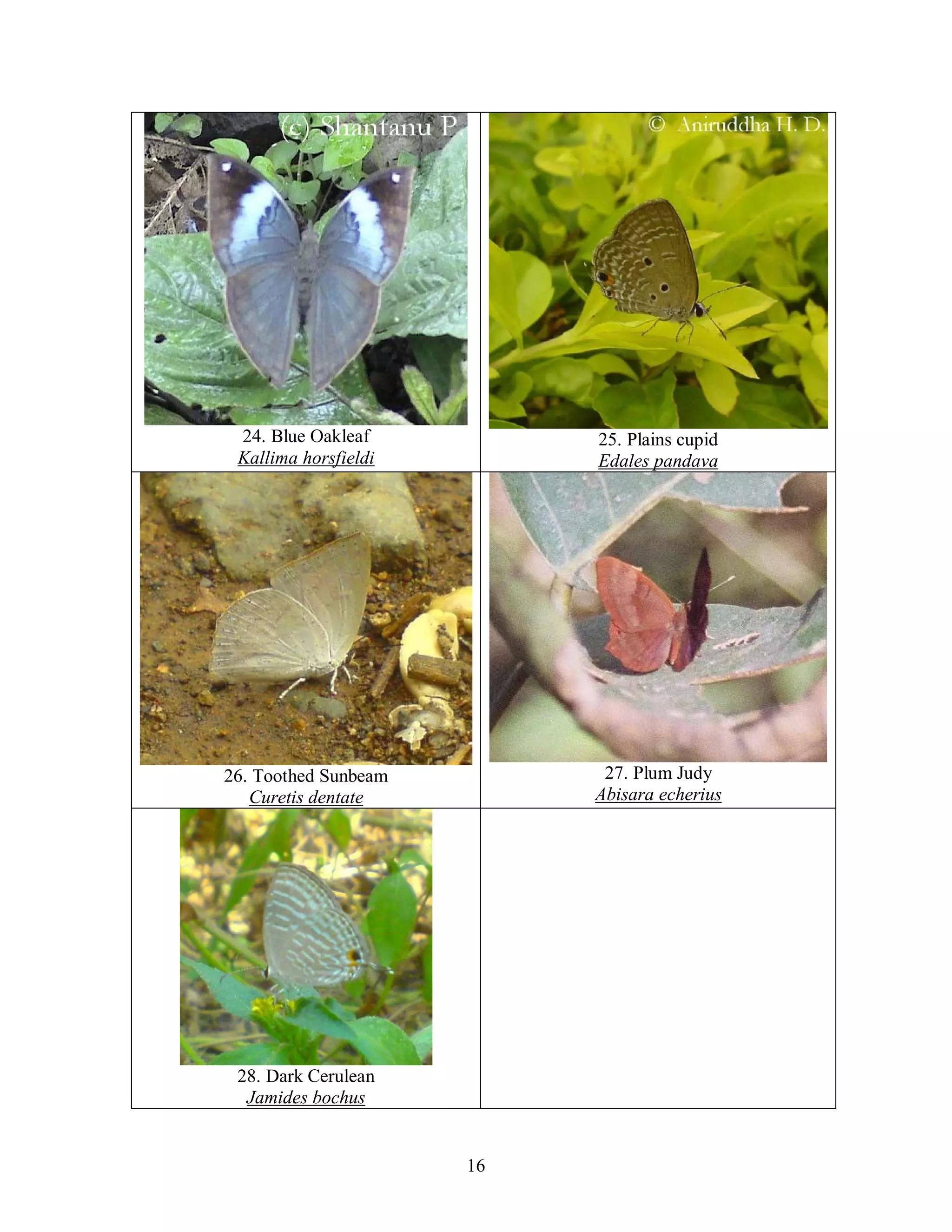 16
24. Blue Oakleaf
Kallima horsfieldi
25. Plains cupid
Edales pandava
26. Toothed Sunbeam
Curetis dentate
27. Plum Judy
Abisara echerius
28. Dark Cerulean
Jamides bochus
 