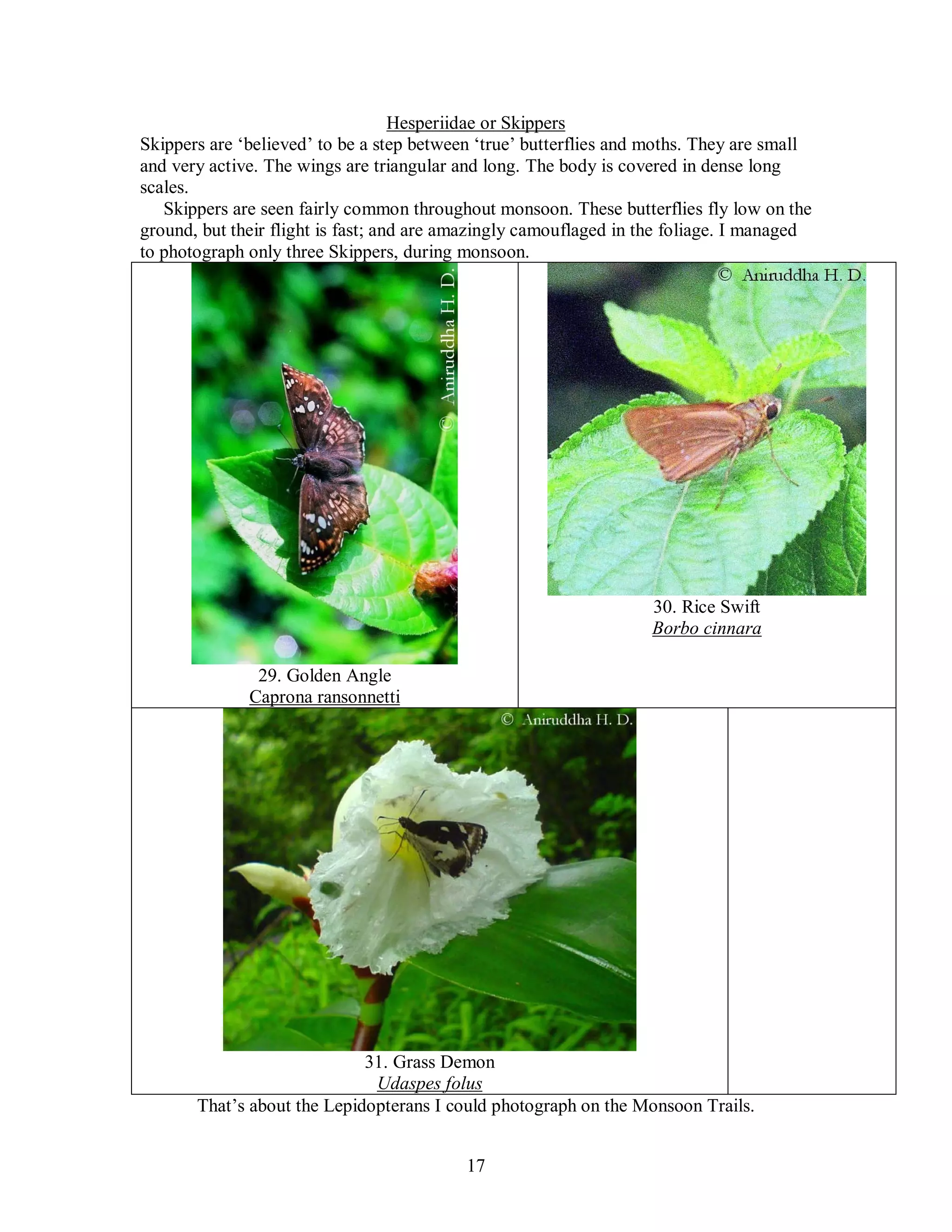 17
Hesperiidae or Skippers
Skippers are ‘believed’ to be a step between ‘true’ butterflies and moths. They are small
and very active. The wings are triangular and long. The body is covered in dense long
scales.
Skippers are seen fairly common throughout monsoon. These butterflies fly low on the
ground, but their flight is fast; and are amazingly camouflaged in the foliage. I managed
to photograph only three Skippers, during monsoon.
29. Golden Angle
Caprona ransonnetti
30. Rice Swift
Borbo cinnara
31. Grass Demon
Udaspes folus
That’s about the Lepidopterans I could photograph on the Monsoon Trails.
 