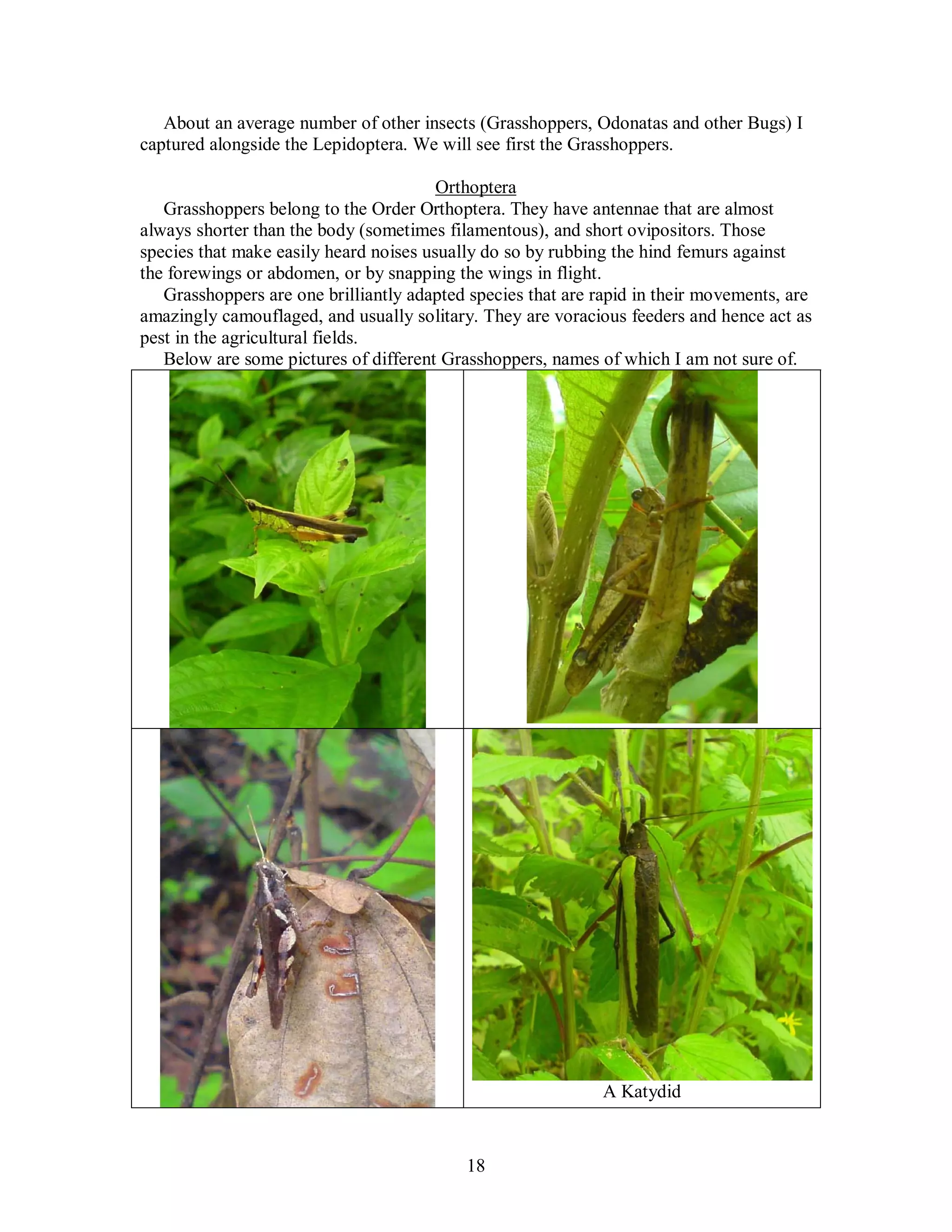 18
About an average number of other insects (Grasshoppers, Odonatas and other Bugs) I
captured alongside the Lepidoptera. We will see first the Grasshoppers.
Orthoptera
Grasshoppers belong to the Order Orthoptera. They have antennae that are almost
always shorter than the body (sometimes filamentous), and short ovipositors. Those
species that make easily heard noises usually do so by rubbing the hind femurs against
the forewings or abdomen, or by snapping the wings in flight.
Grasshoppers are one brilliantly adapted species that are rapid in their movements, are
amazingly camouflaged, and usually solitary. They are voracious feeders and hence act as
pest in the agricultural fields.
Below are some pictures of different Grasshoppers, names of which I am not sure of.
A Katydid
 