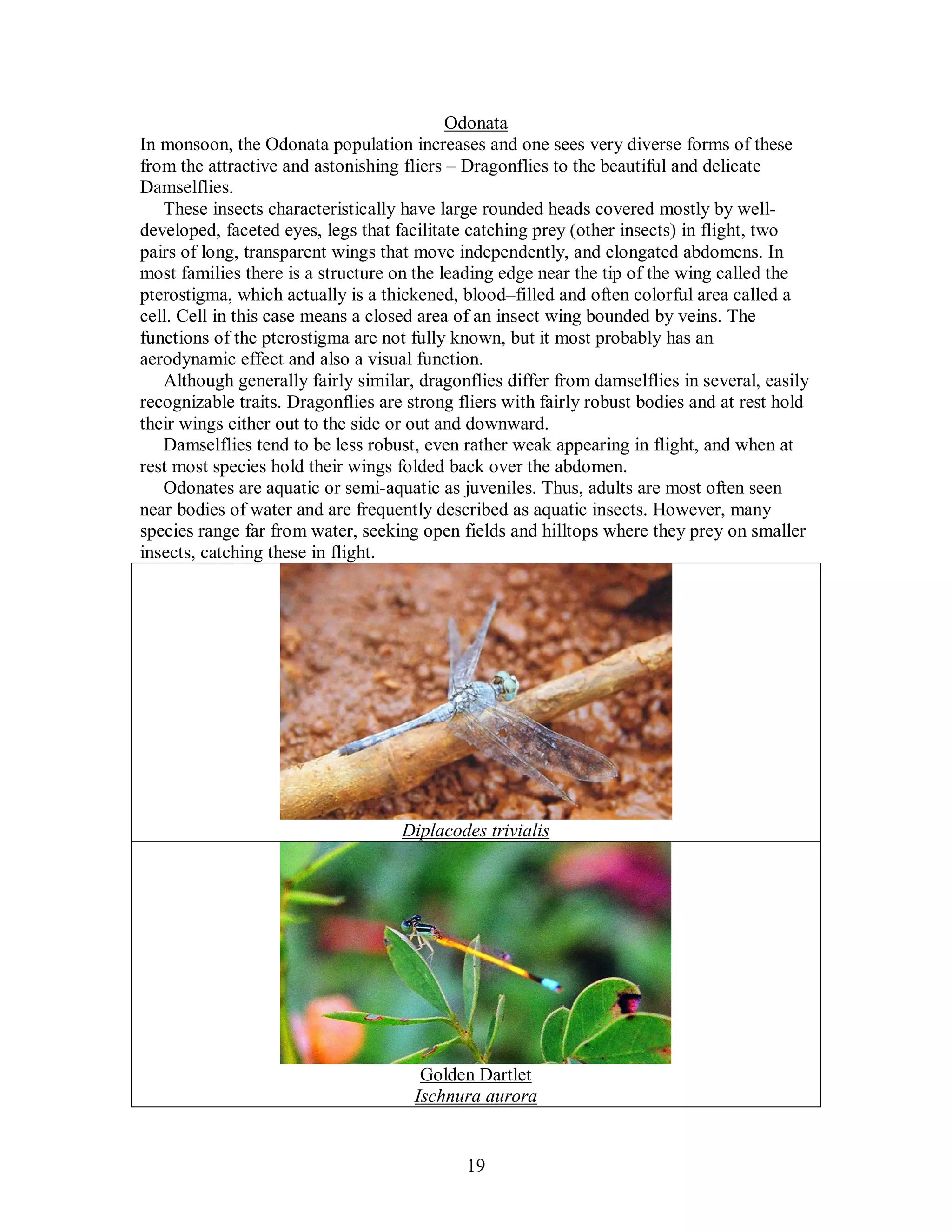 19
Odonata
In monsoon, the Odonata population increases and one sees very diverse forms of these
from the attractive and astonishing fliers – Dragonflies to the beautiful and delicate
Damselflies.
These insects characteristically have large rounded heads covered mostly by well-
developed, faceted eyes, legs that facilitate catching prey (other insects) in flight, two
pairs of long, transparent wings that move independently, and elongated abdomens. In
most families there is a structure on the leading edge near the tip of the wing called the
pterostigma, which actually is a thickened, blood–filled and often colorful area called a
cell. Cell in this case means a closed area of an insect wing bounded by veins. The
functions of the pterostigma are not fully known, but it most probably has an
aerodynamic effect and also a visual function.
Although generally fairly similar, dragonflies differ from damselflies in several, easily
recognizable traits. Dragonflies are strong fliers with fairly robust bodies and at rest hold
their wings either out to the side or out and downward.
Damselflies tend to be less robust, even rather weak appearing in flight, and when at
rest most species hold their wings folded back over the abdomen.
Odonates are aquatic or semi-aquatic as juveniles. Thus, adults are most often seen
near bodies of water and are frequently described as aquatic insects. However, many
species range far from water, seeking open fields and hilltops where they prey on smaller
insects, catching these in flight.
Diplacodes trivialis
Golden Dartlet
Ischnura aurora
 