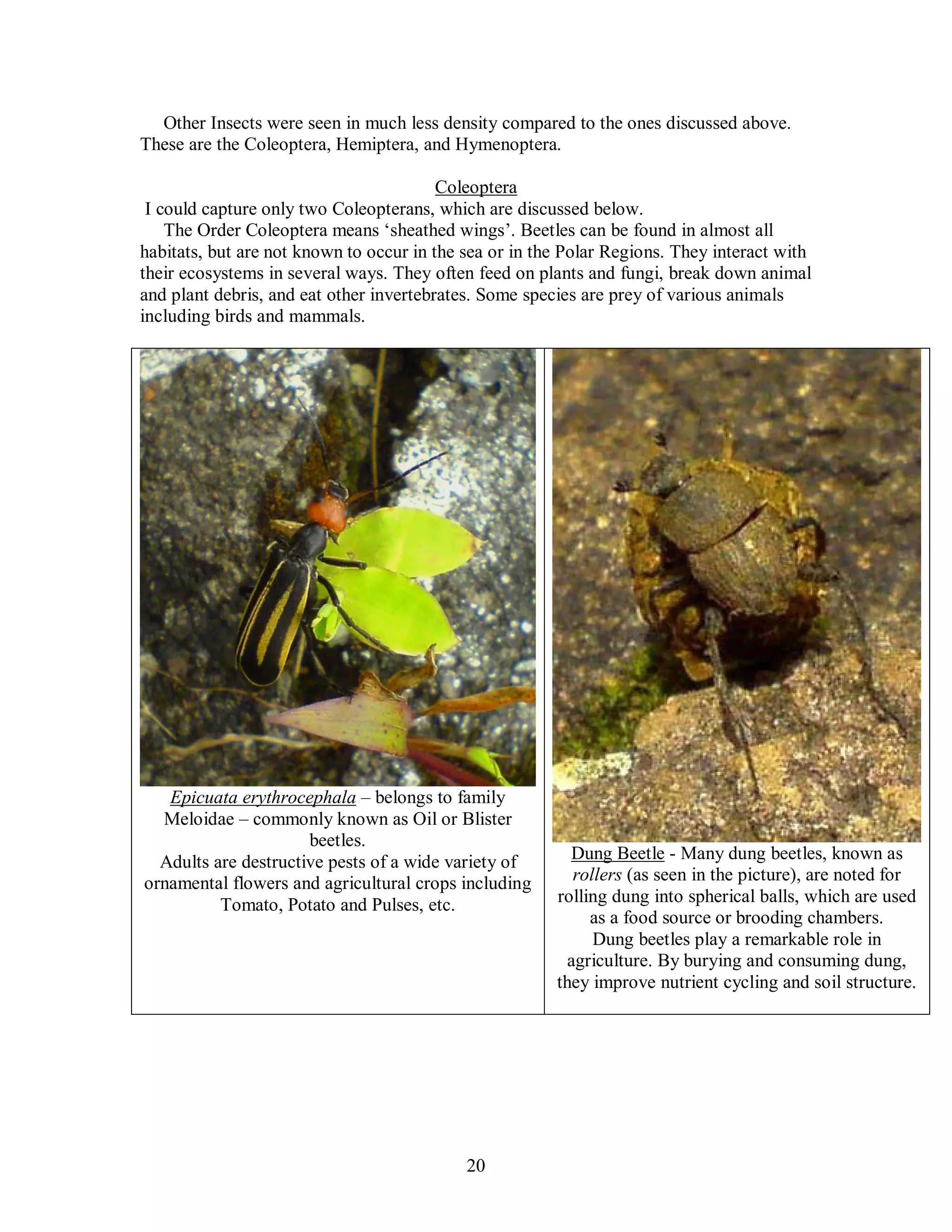 20
Other Insects were seen in much less density compared to the ones discussed above.
These are the Coleoptera, Hemiptera, and Hymenoptera.
Coleoptera
I could capture only two Coleopterans, which are discussed below.
The Order Coleoptera means ‘sheathed wings’. Beetles can be found in almost all
habitats, but are not known to occur in the sea or in the Polar Regions. They interact with
their ecosystems in several ways. They often feed on plants and fungi, break down animal
and plant debris, and eat other invertebrates. Some species are prey of various animals
including birds and mammals.
Epicuata erythrocephala – belongs to family
Meloidae – commonly known as Oil or Blister
beetles.
Adults are destructive pests of a wide variety of
ornamental flowers and agricultural crops including
Tomato, Potato and Pulses, etc.
Dung Beetle - Many dung beetles, known as
rollers (as seen in the picture), are noted for
rolling dung into spherical balls, which are used
as a food source or brooding chambers.
Dung beetles play a remarkable role in
agriculture. By burying and consuming dung,
they improve nutrient cycling and soil structure.
 