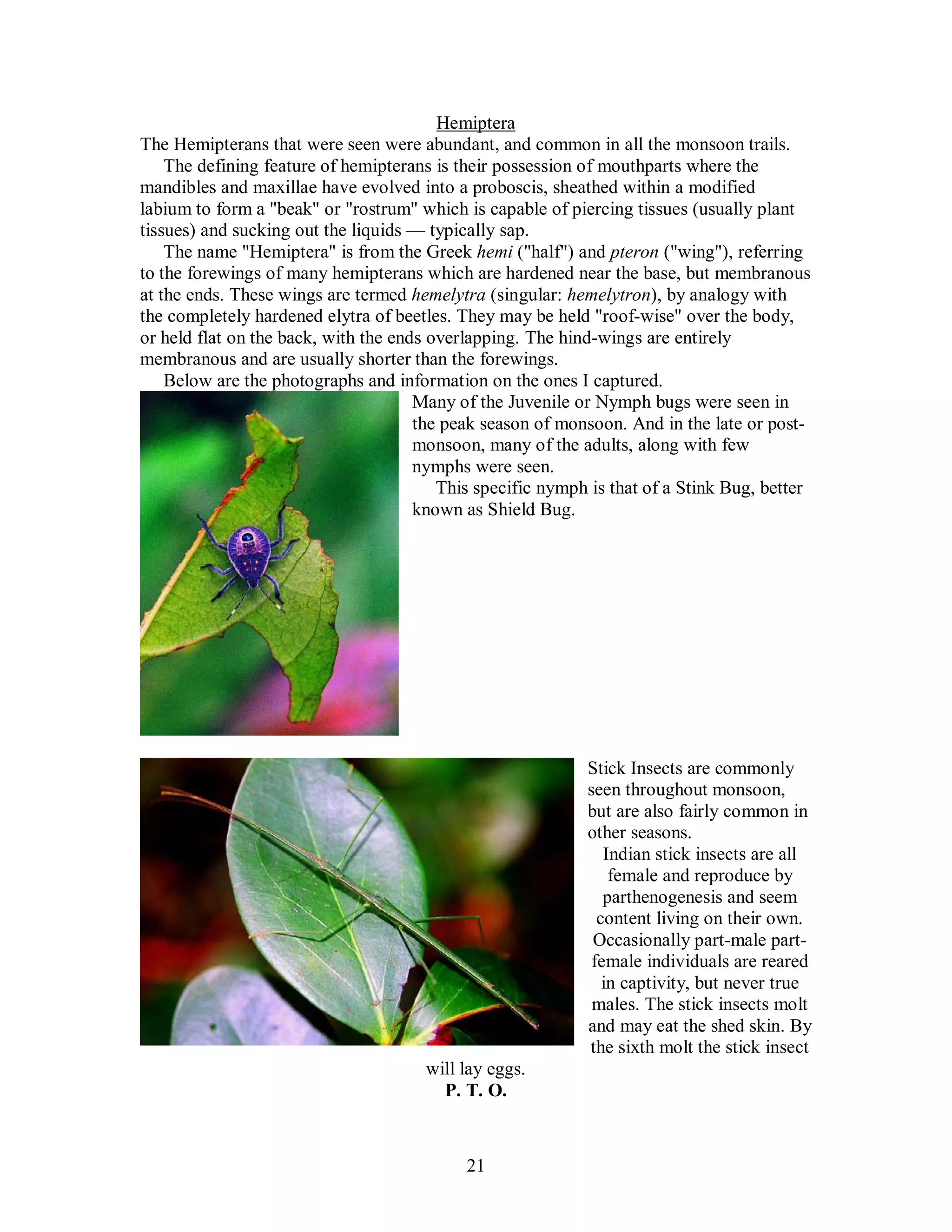 21
Hemiptera
The Hemipterans that were seen were abundant, and common in all the monsoon trails.
The defining feature of hemipterans is their possession of mouthparts where the
mandibles and maxillae have evolved into a proboscis, sheathed within a modified
labium to form a "beak" or "rostrum" which is capable of piercing tissues (usually plant
tissues) and sucking out the liquids — typically sap.
The name "Hemiptera" is from the Greek hemi ("half") and pteron ("wing"), referring
to the forewings of many hemipterans which are hardened near the base, but membranous
at the ends. These wings are termed hemelytra (singular: hemelytron), by analogy with
the completely hardened elytra of beetles. They may be held "roof-wise" over the body,
or held flat on the back, with the ends overlapping. The hind-wings are entirely
membranous and are usually shorter than the forewings.
Below are the photographs and information on the ones I captured.
Many of the Juvenile or Nymph bugs were seen in
the peak season of monsoon. And in the late or post-
monsoon, many of the adults, along with few
nymphs were seen.
This specific nymph is that of a Stink Bug, better
known as Shield Bug.
Stick Insects are commonly
seen throughout monsoon,
but are also fairly common in
other seasons.
Indian stick insects are all
female and reproduce by
parthenogenesis and seem
content living on their own.
Occasionally part-male part-
female individuals are reared
in captivity, but never true
males. The stick insects molt
and may eat the shed skin. By
the sixth molt the stick insect
will lay eggs.
P. T. O.
 